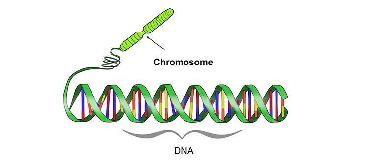 Chromosomes are made of coiled up strands of DNA